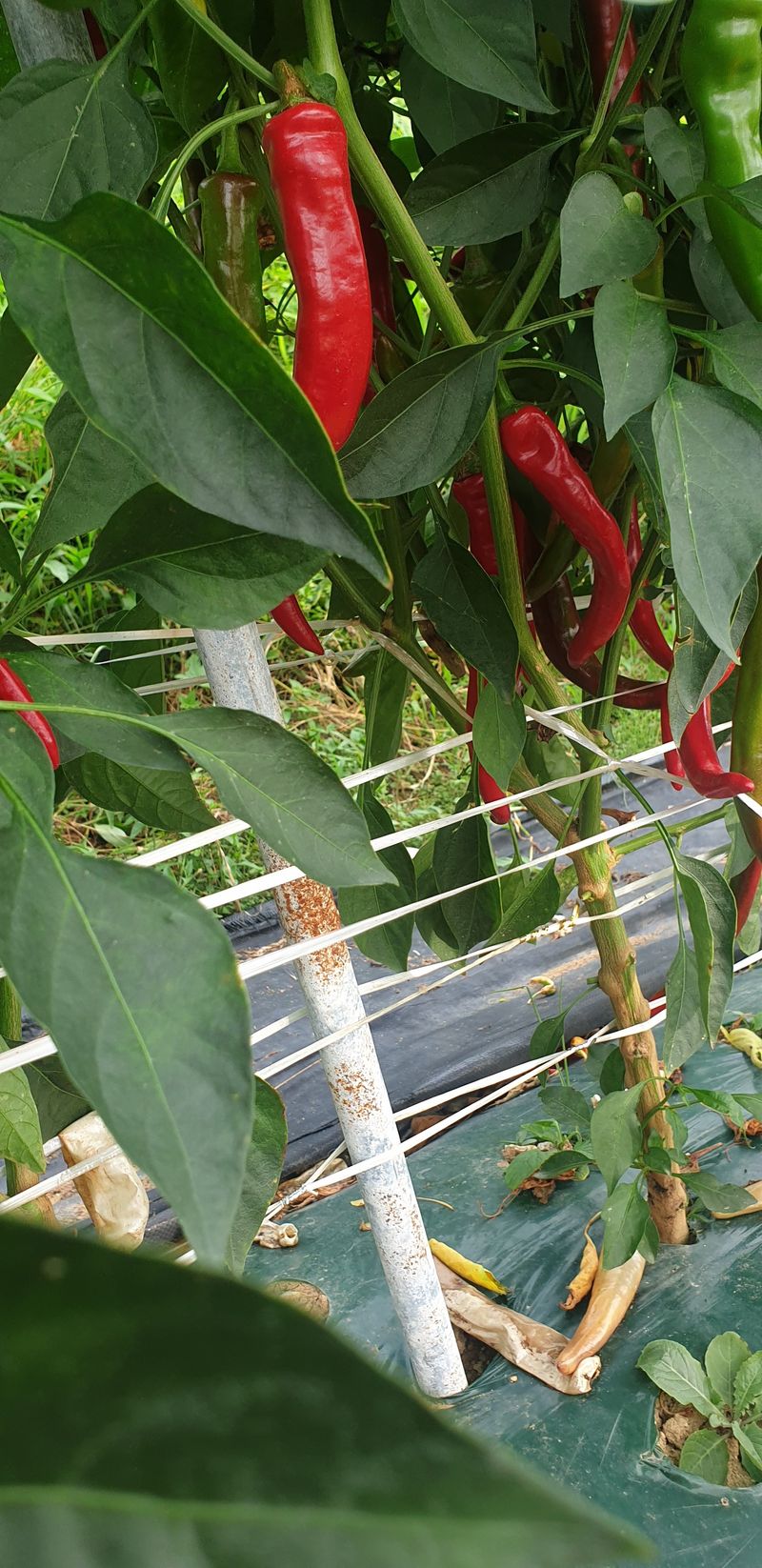 박병규님의 장터 구매 후기 썸네일