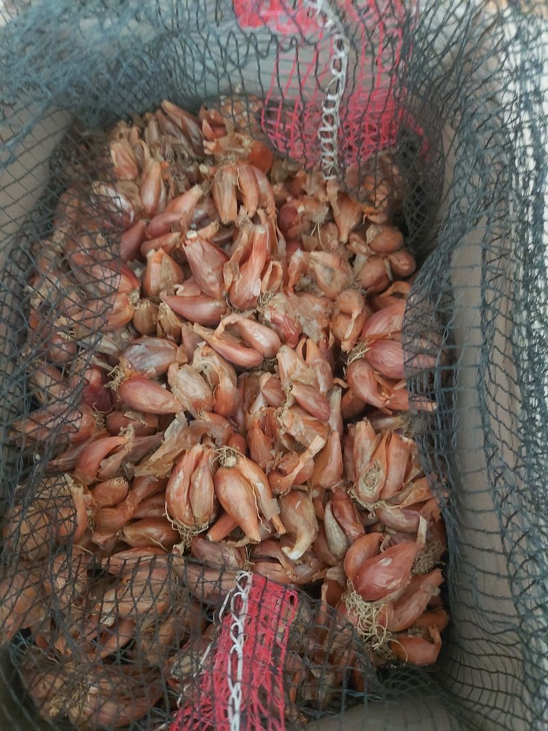 김진봉님의 장터 구매 후기 썸네일