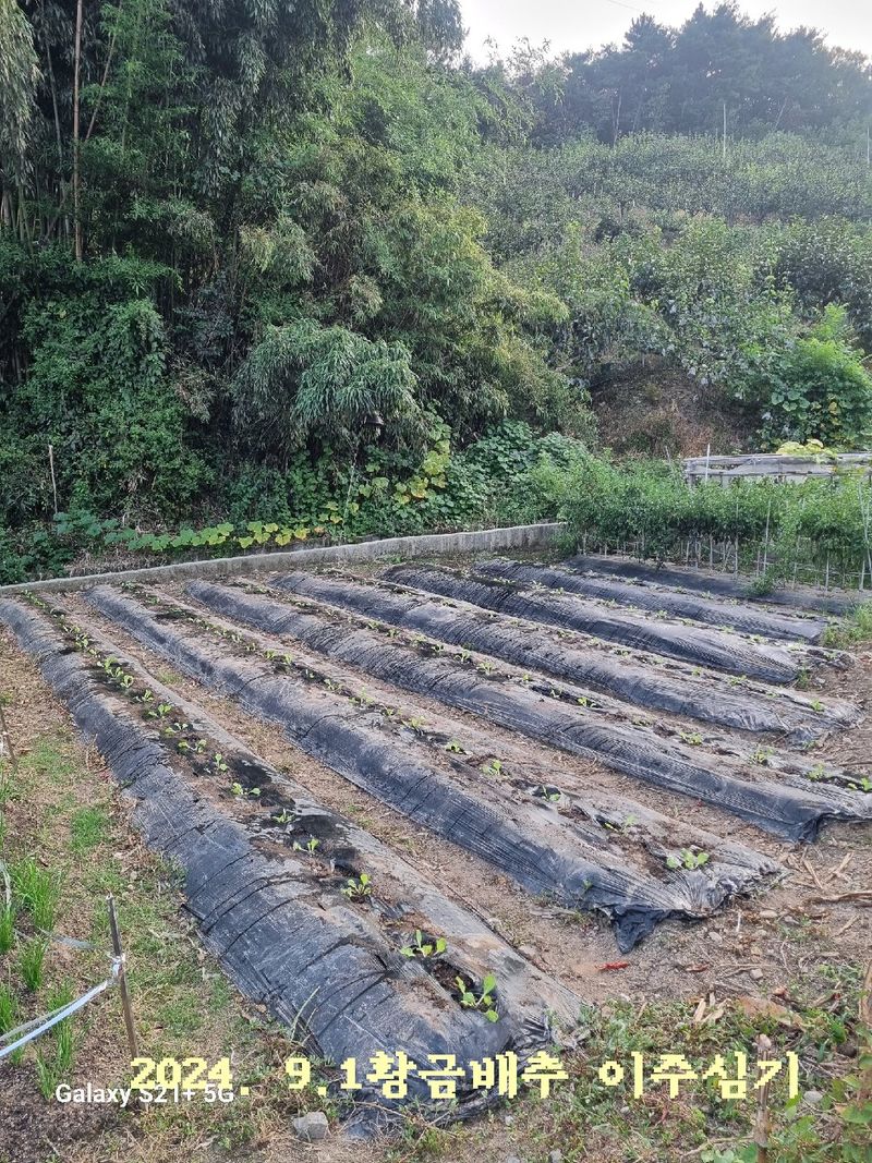 일향 님의 장터 구매 후기 썸네일