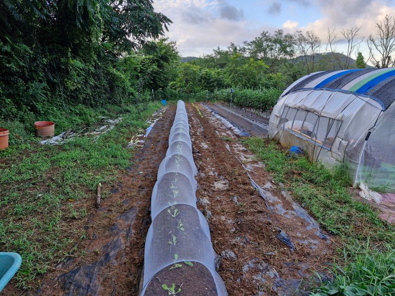 포포나무재배님의 장터 구매 후기 썸네일