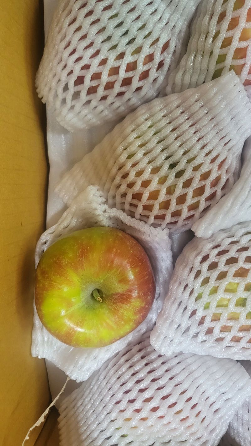 복자어멈님의 장터 구매 후기 썸네일