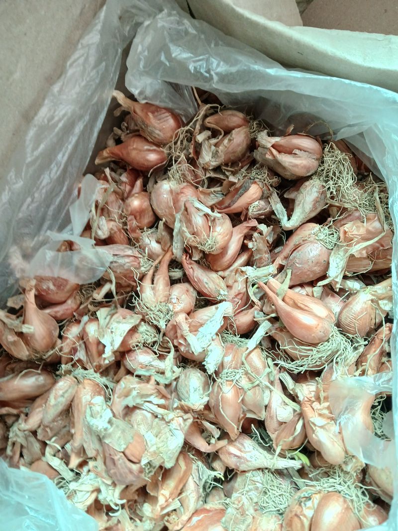 양파8556님의 장터 구매 후기 썸네일