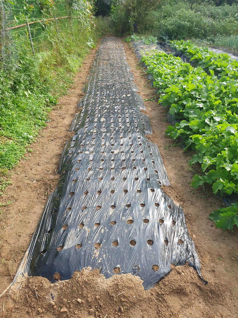 풍곡님의 장터 구매 후기 썸네일