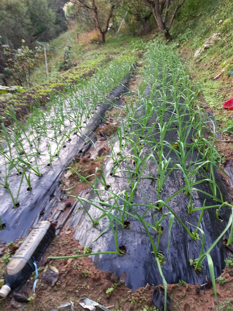 이정식님의 장터 구매 후기 썸네일