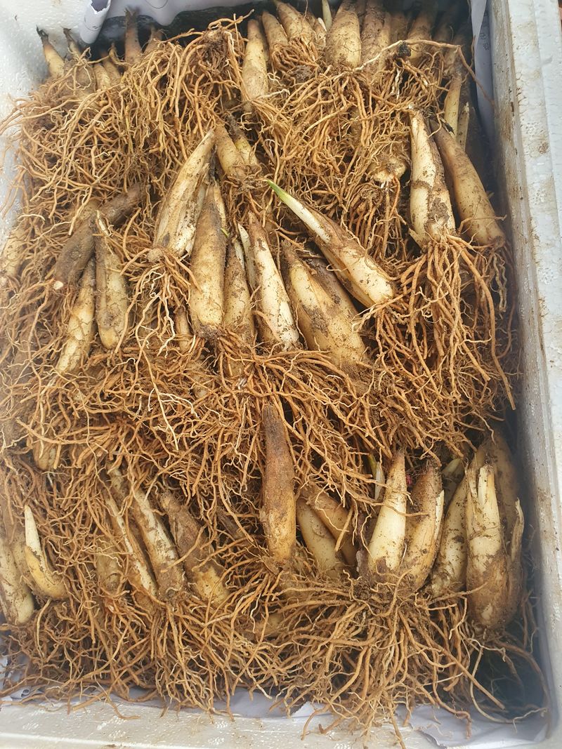 마늘8928님의 장터 구매 후기 썸네일