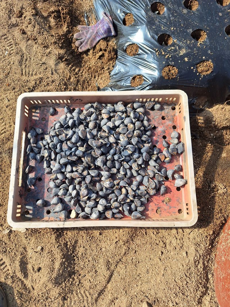 김애승님의 장터 구매 후기 썸네일