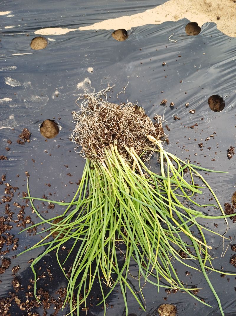 유영옥님의 장터 구매 후기 썸네일