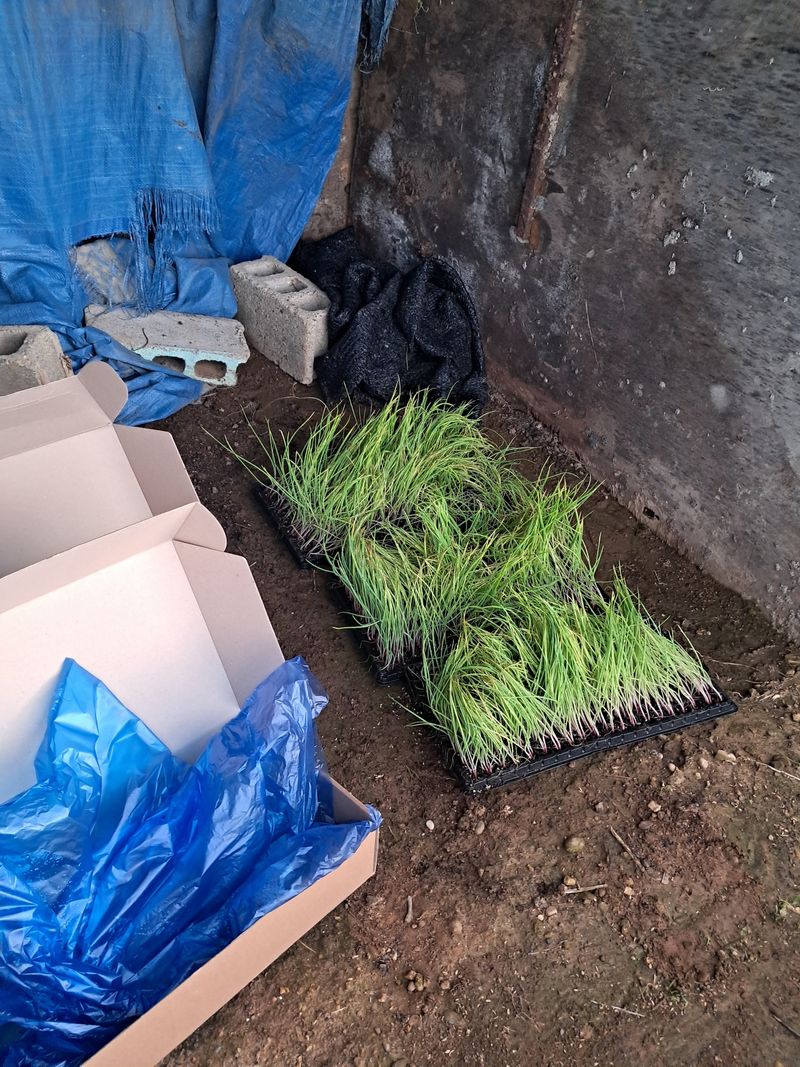 정정녀님의 장터 구매 후기 썸네일