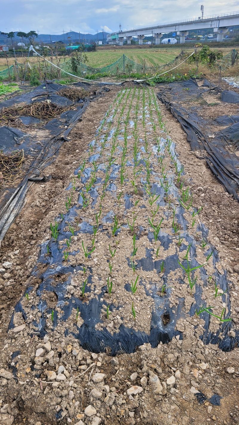 포항 농민66님의 장터 구매 후기 썸네일