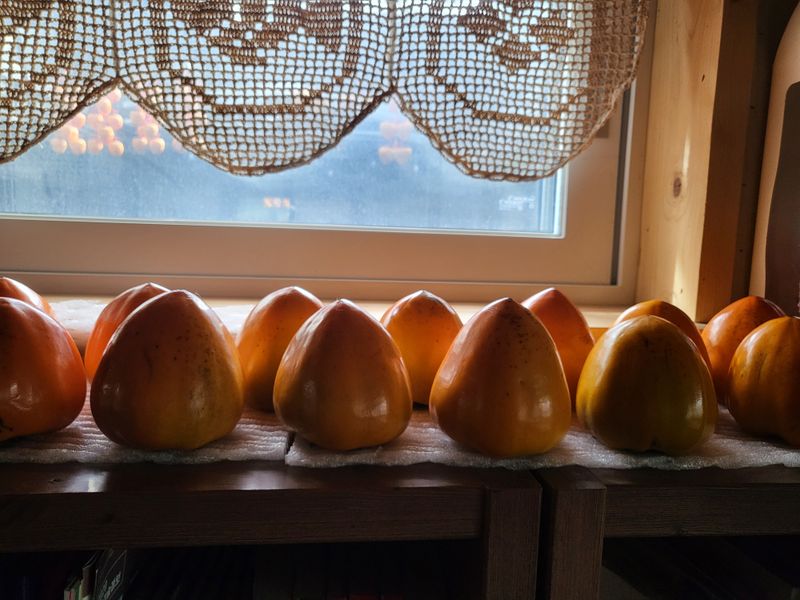 orange22님의 장터 구매 후기 썸네일