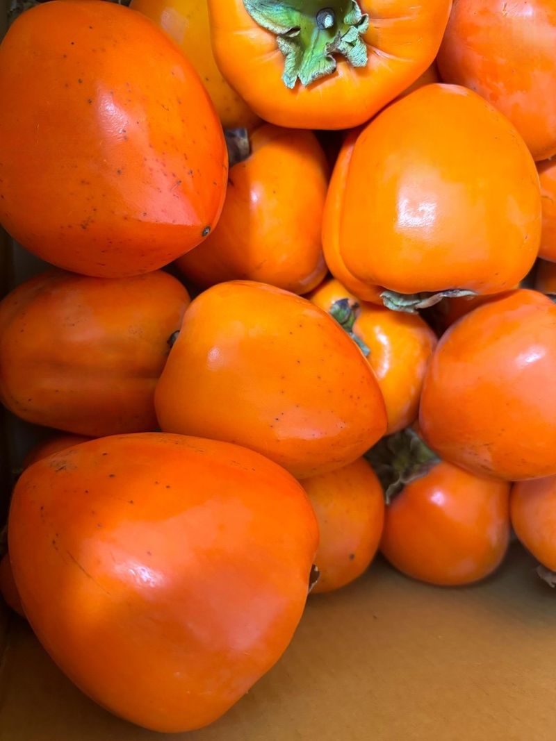 장독대님의 장터 구매 후기 썸네일