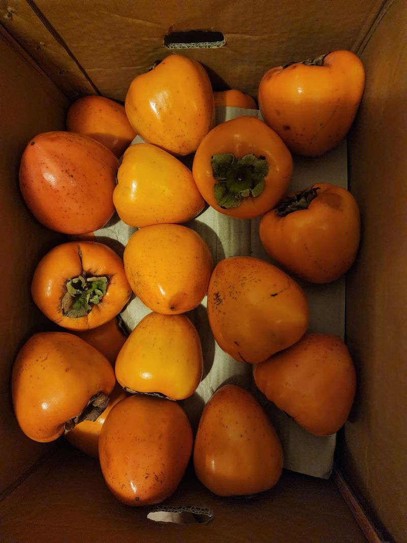 감자6289님의 장터 구매 후기 썸네일