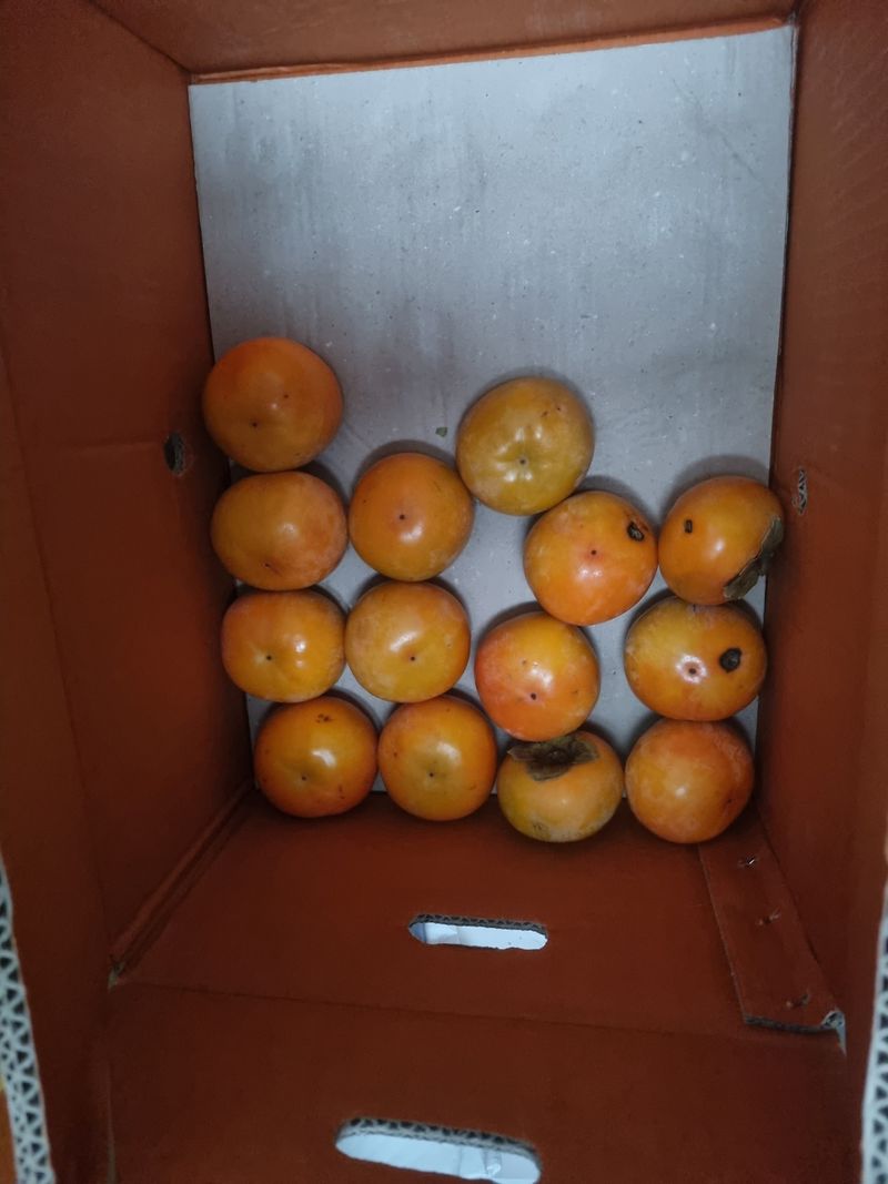 송종원님의 장터 구매 후기 썸네일