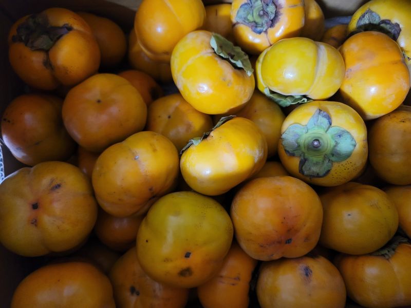 황창옥님의 장터 구매 후기 썸네일