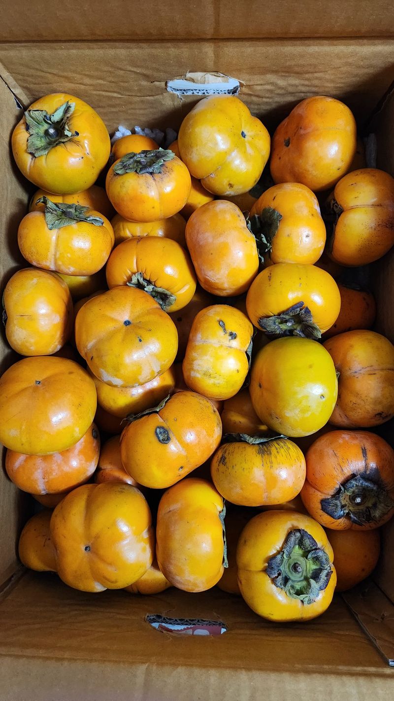 신선님의 장터 구매 후기 썸네일