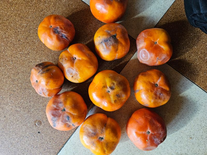 주니맘님의 장터 구매 후기 썸네일