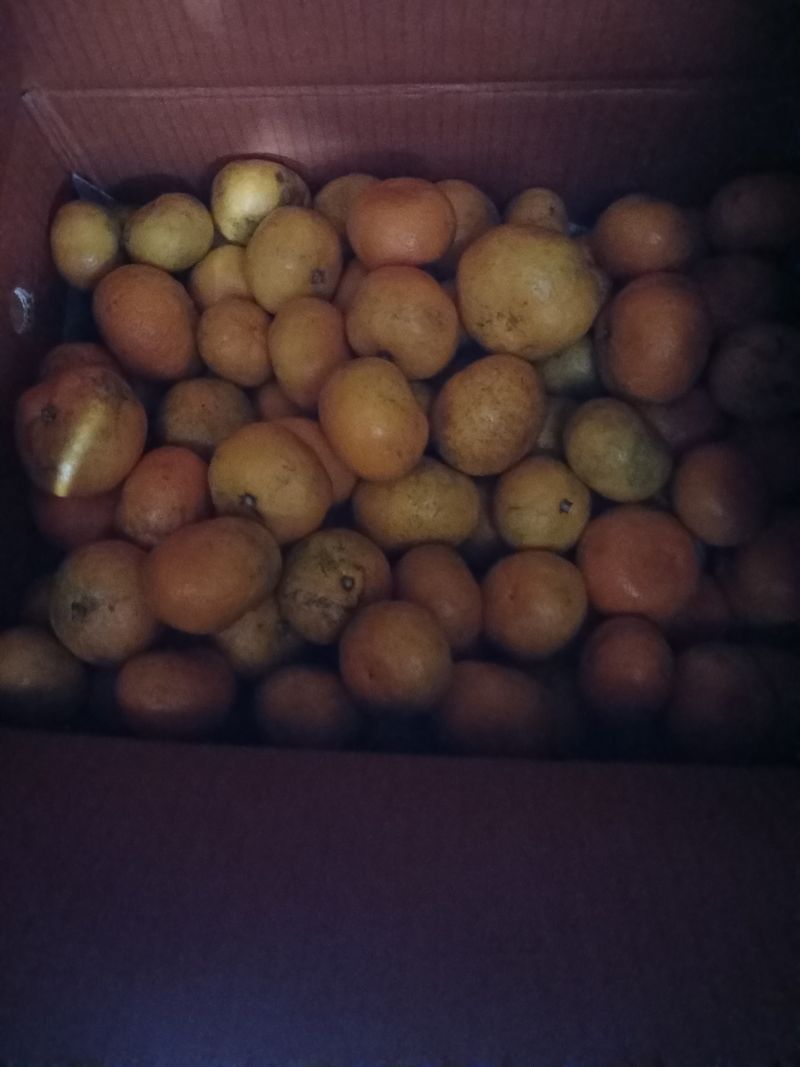 이대호님의 장터 구매 후기 썸네일