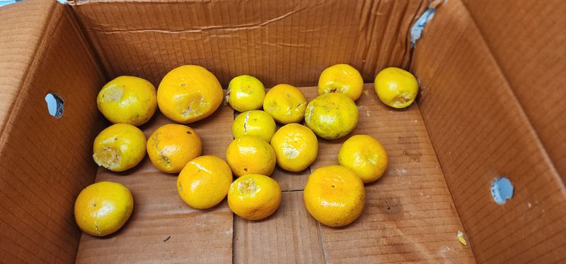 박상도님의 장터 구매 후기 썸네일