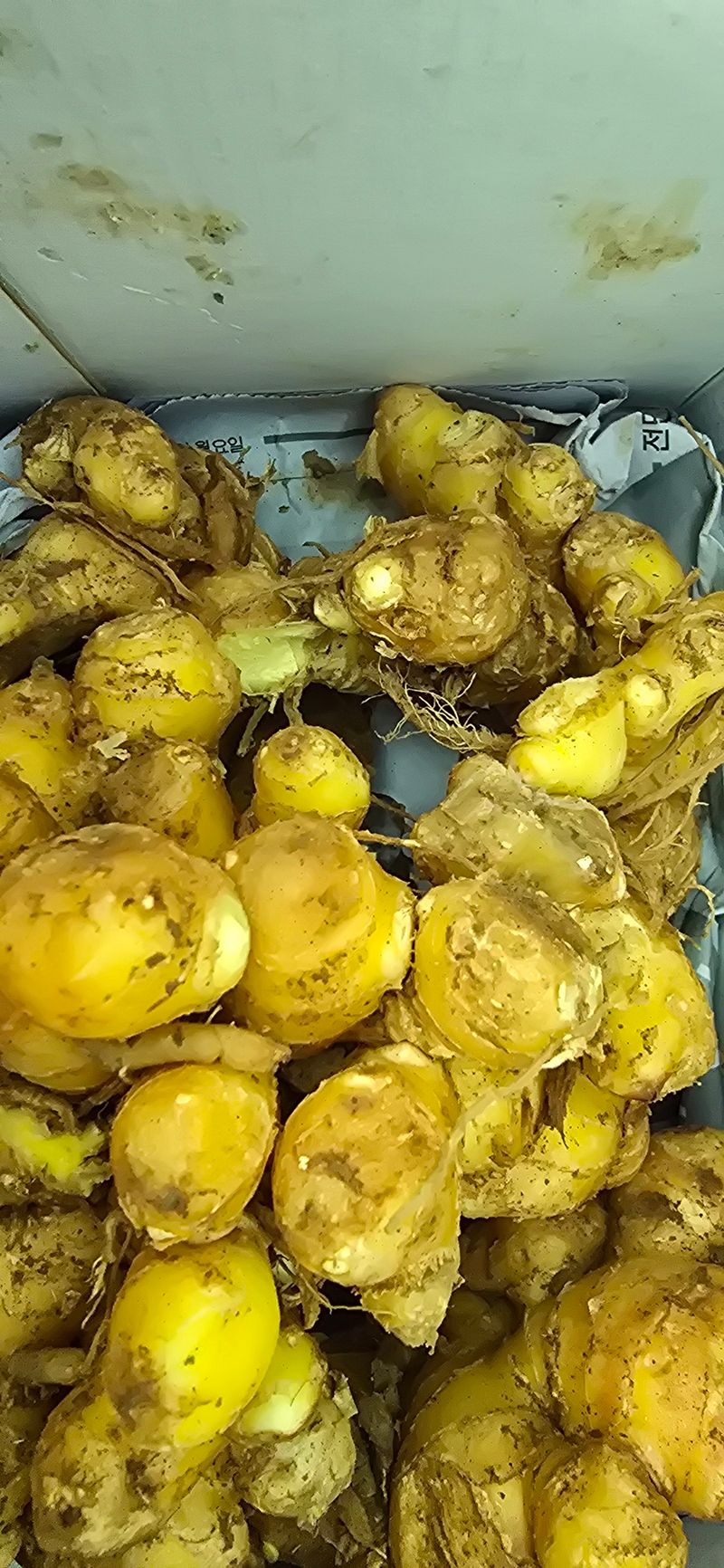 아침이슬청과님의 장터 구매 후기 썸네일