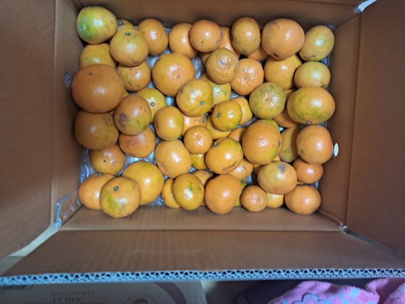 조명희님의 장터 구매 후기 썸네일