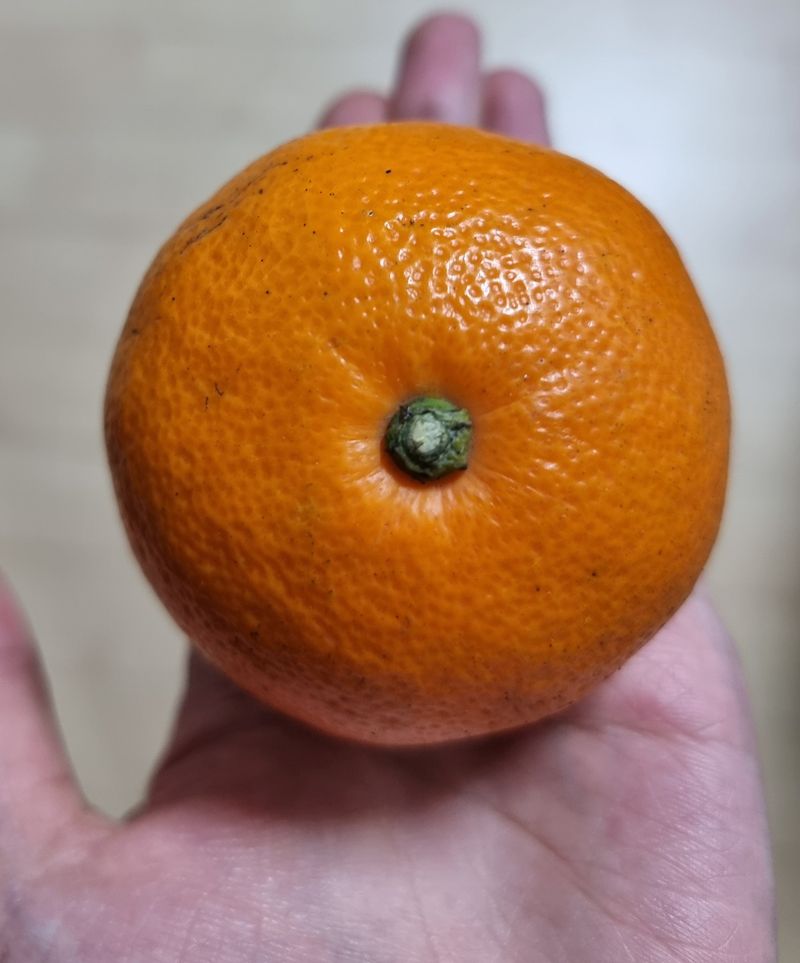 아보님의 장터 구매 후기 썸네일