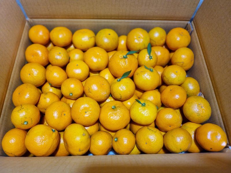 김정미님의 장터 구매 후기 썸네일