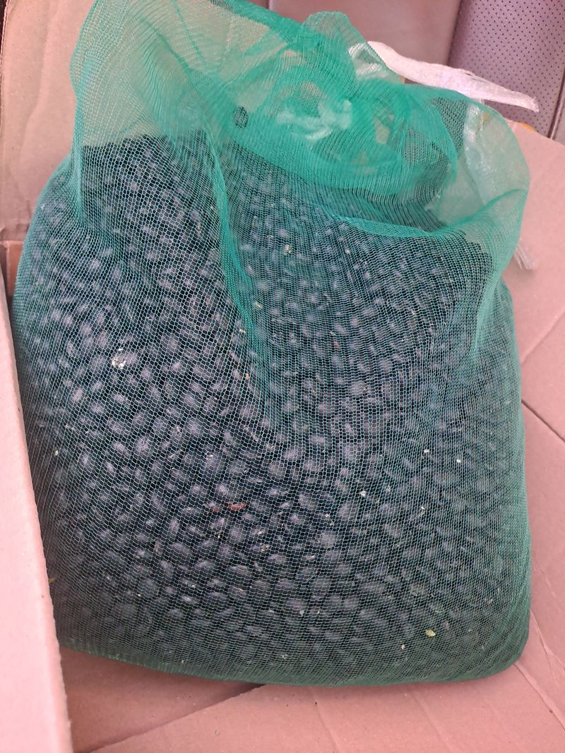 곽해영님의 장터 구매 후기 썸네일