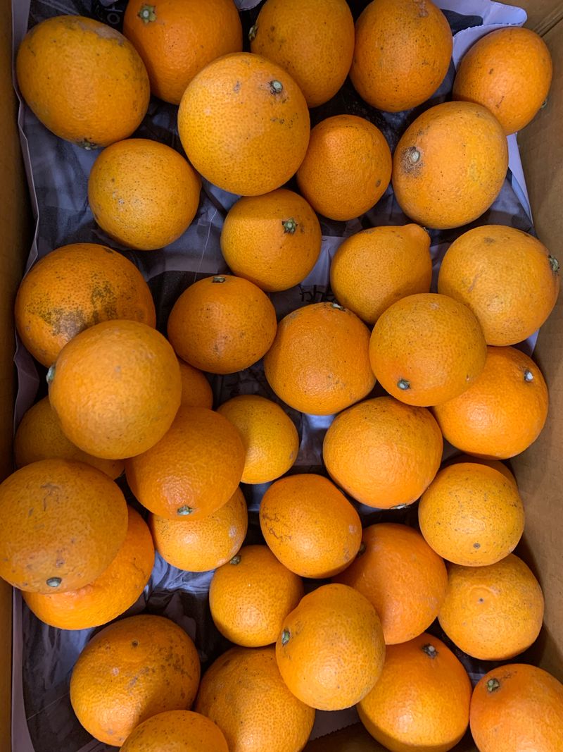 조희경님의 장터 구매 후기 썸네일