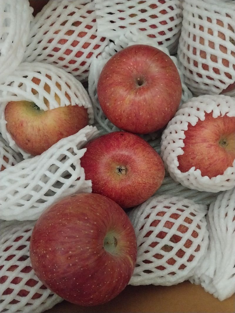 심마니님의 장터 구매 후기 썸네일