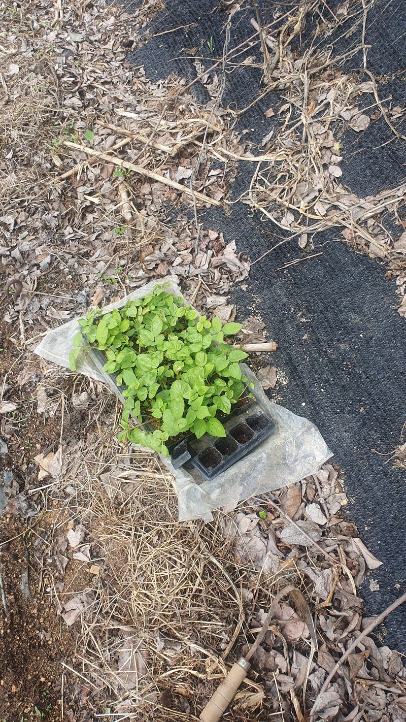 조성용님의 장터 구매 후기 썸네일