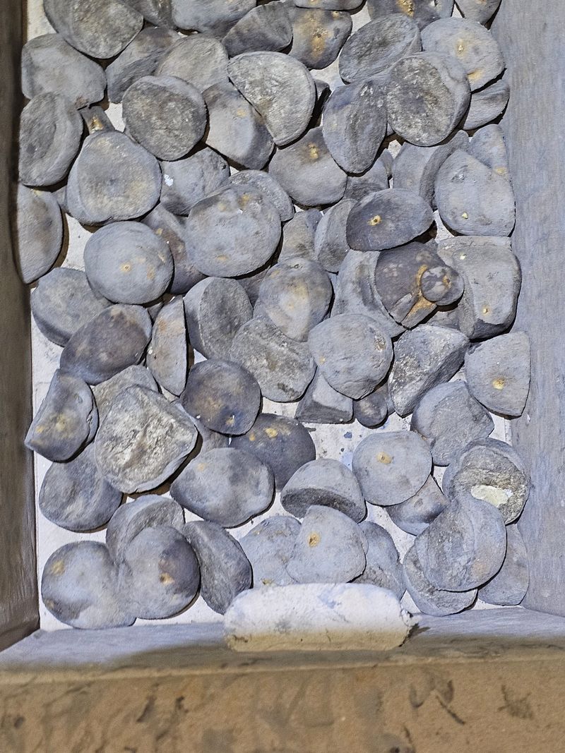 꿀벌과개미님의 장터 구매 후기 썸네일