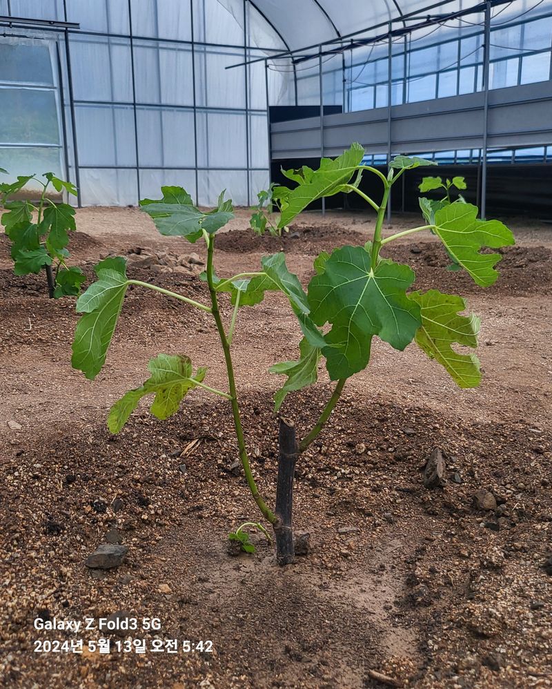 도울농장 이원용님의 장터 구매 후기 썸네일