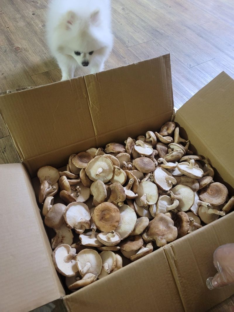 손정화 님의 장터 구매 후기 썸네일