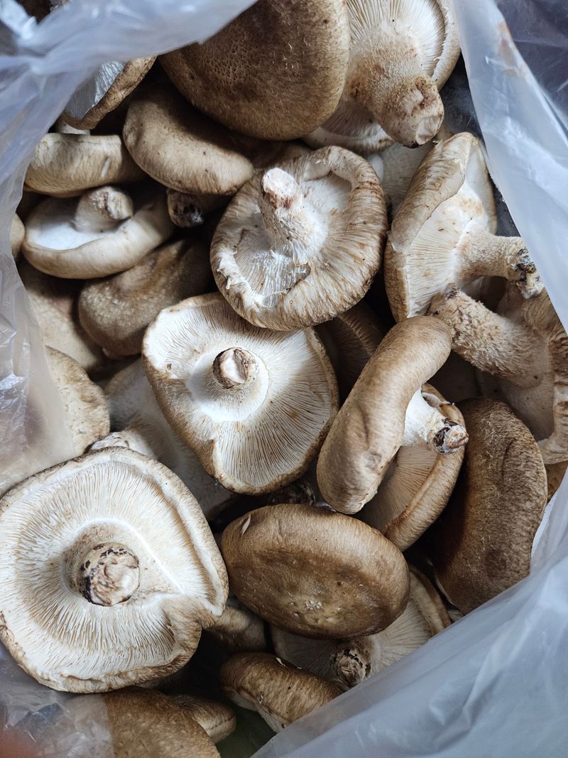 오가피15375님의 장터 구매 후기 썸네일