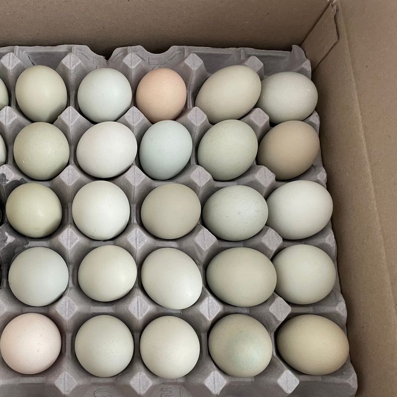 금숙님의 장터 구매 후기 썸네일