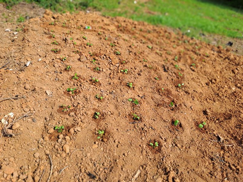 곽해영님의 장터 구매 후기 썸네일