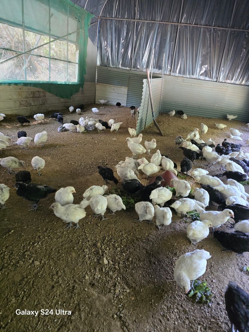 청계닭님의 장터 구매 후기 썸네일