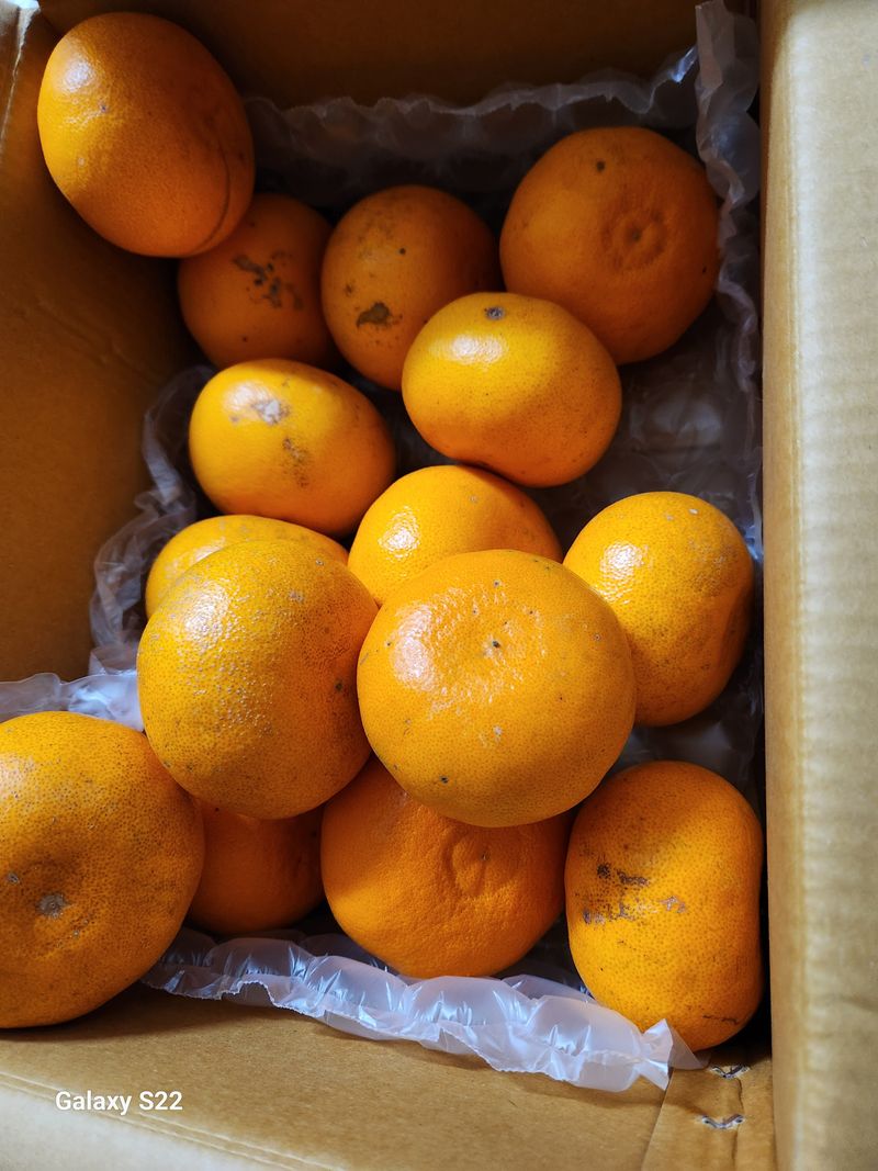 청정지역금순이님의 장터 구매 후기 썸네일