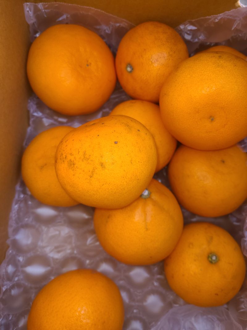 화성농원님의 장터 구매 후기 썸네일