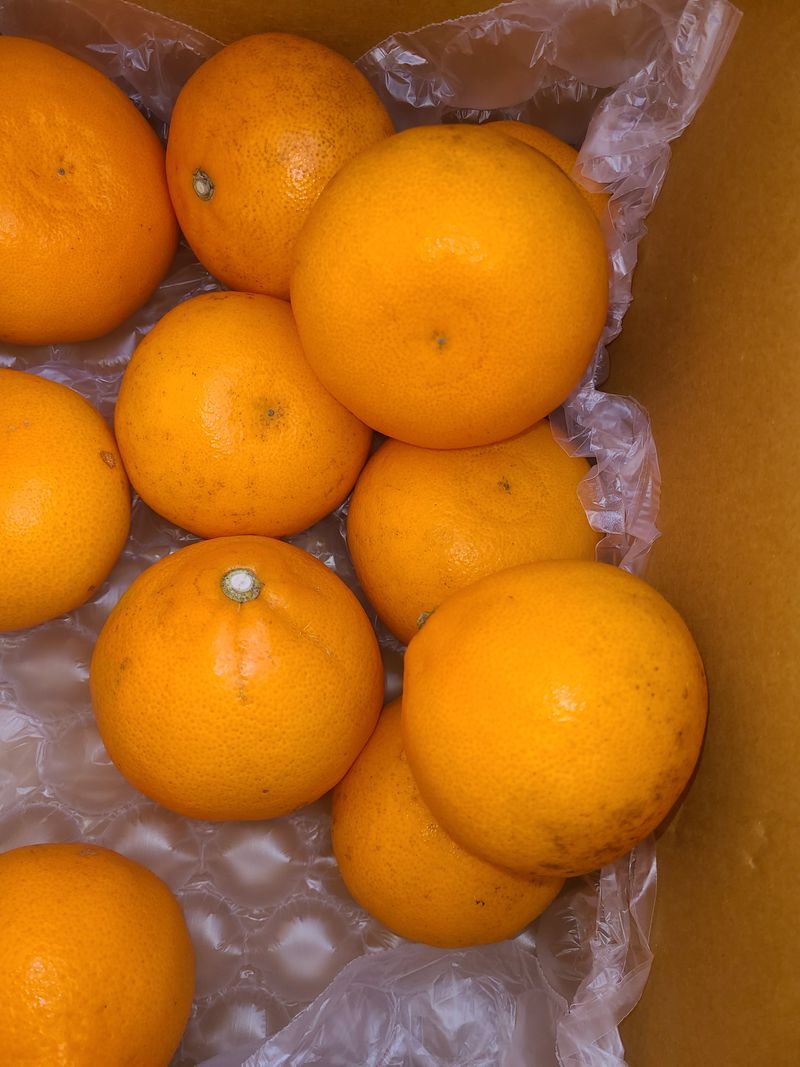 화성농원님의 장터 구매 후기 썸네일