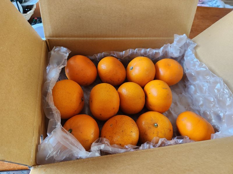 달님이네체리님의 장터 구매 후기 썸네일