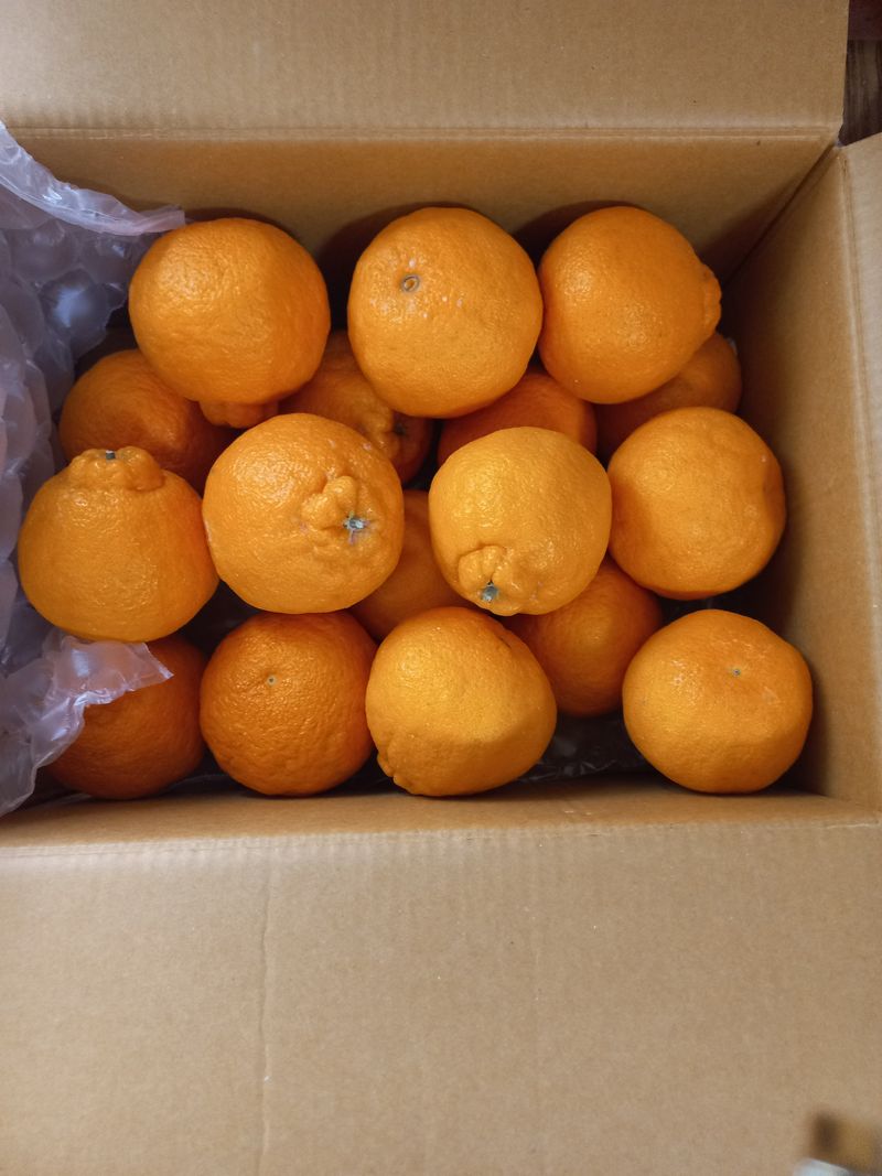 경북 북삼읍 천석진님의 장터 구매 후기 썸네일