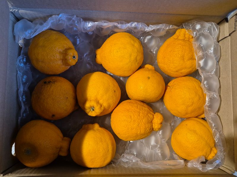 안성화님의 장터 구매 후기 썸네일