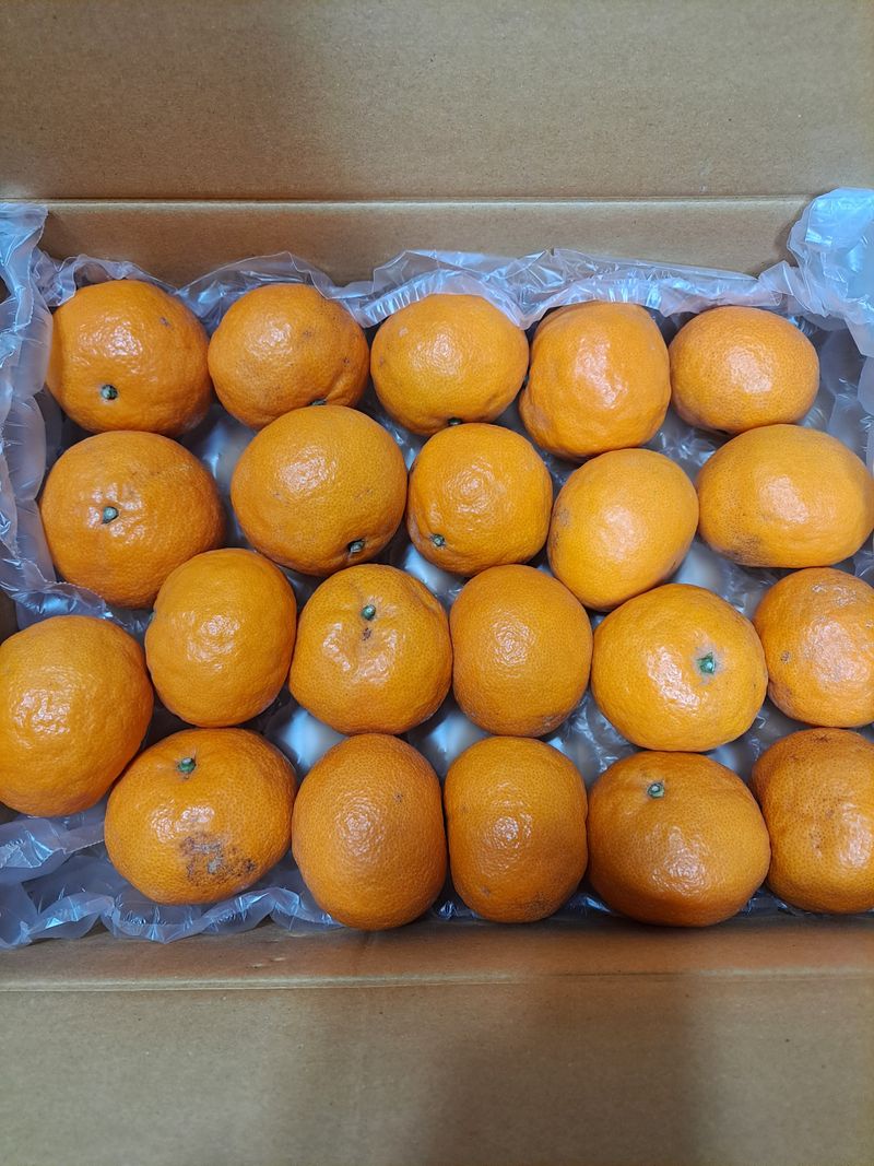 이지숙님의 장터 구매 후기 썸네일