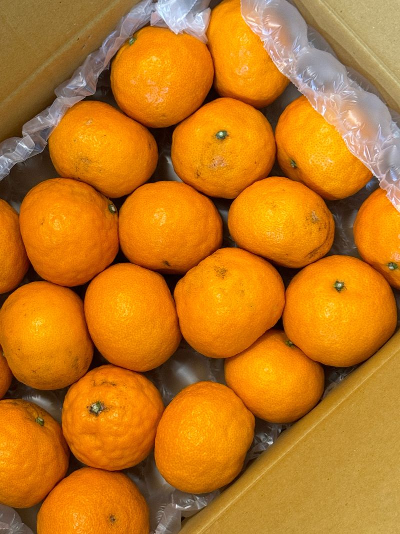 이금순님의 장터 구매 후기 썸네일