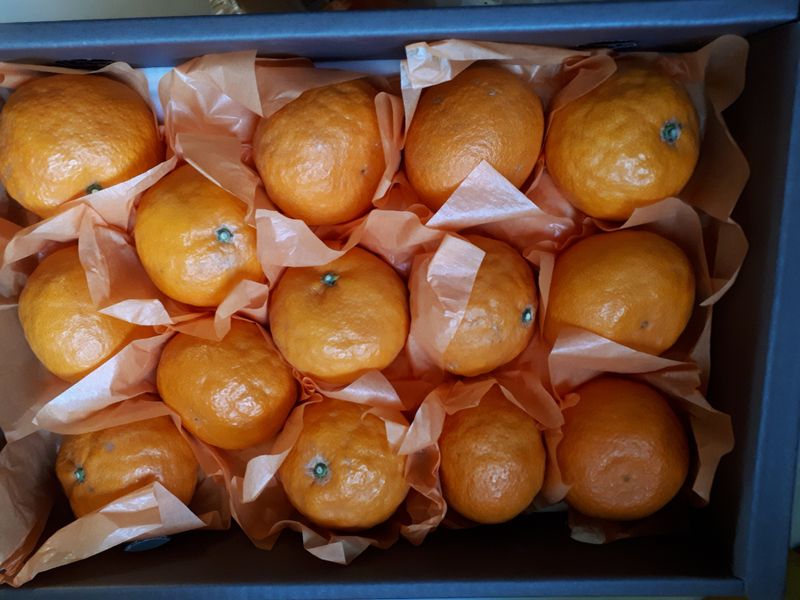 진신하님의 장터 구매 후기 썸네일