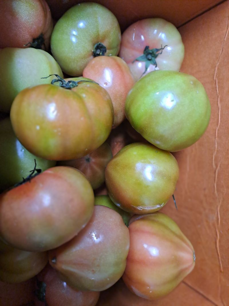 곽해영님의 장터 구매 후기 썸네일