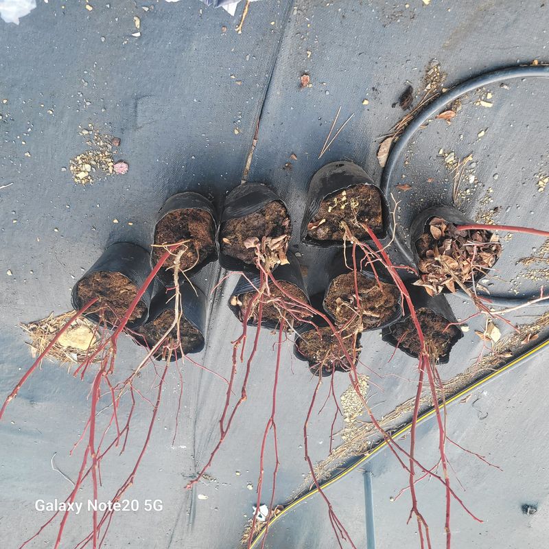 이은정님의 장터 구매 후기 썸네일