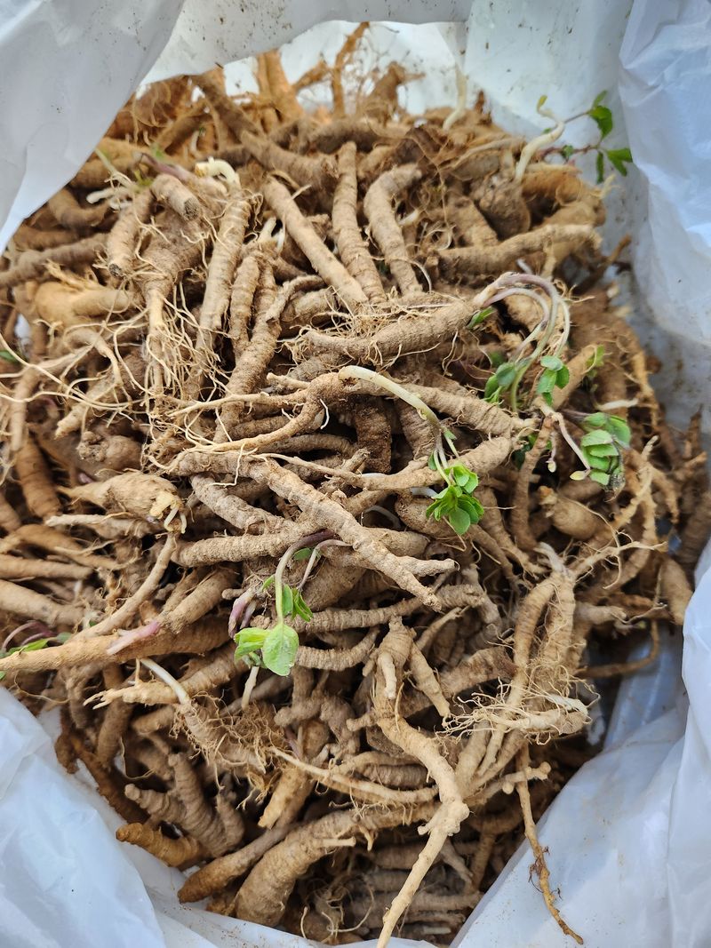 감자님의 장터 구매 후기 썸네일