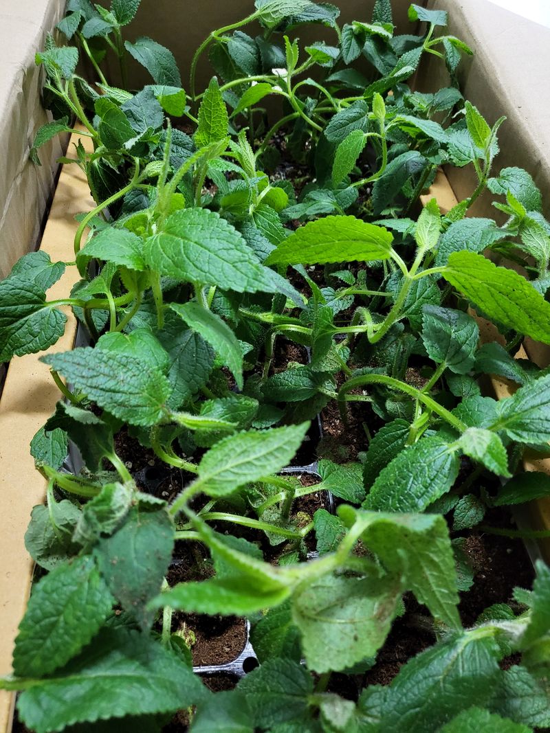 사노라면님의 장터 구매 후기 썸네일